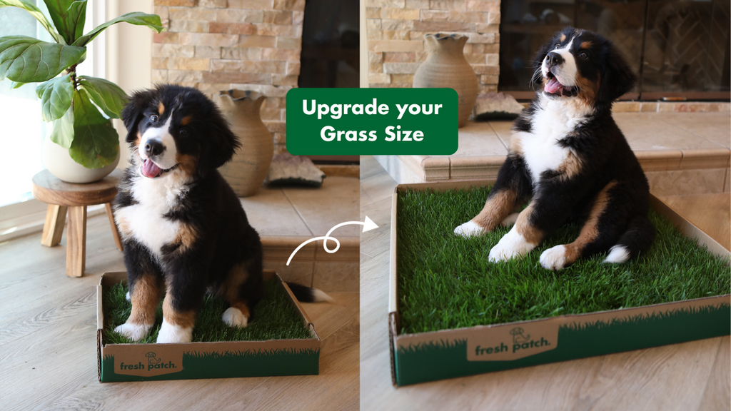 Bernese Mountain Dog Puppy sitting on Real Grass puppy training pee pad
