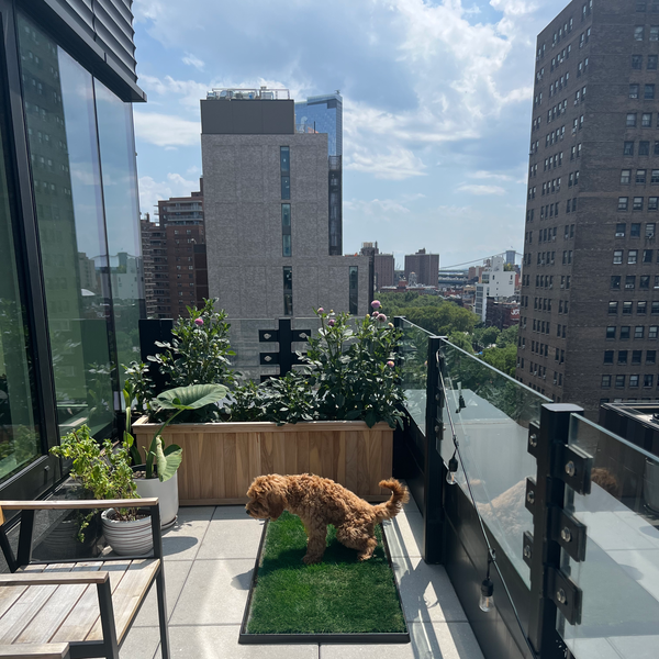 Goldendoodle dog going potty on real grass potty pad with city balcony view