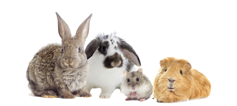 group of small animals including 2 bunnies, a hamster, a guinea pig and a mouse
