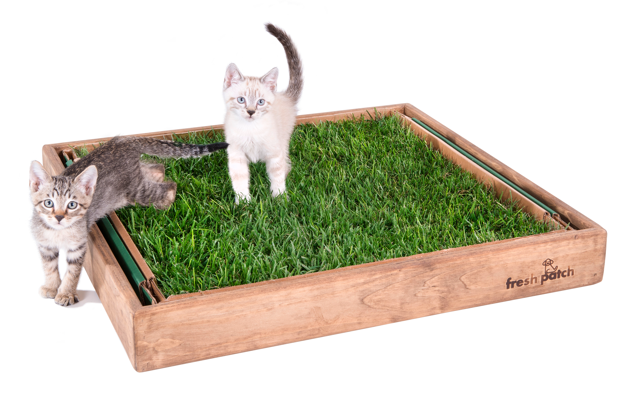 Fresh Patch Cat (Large) Pet Grass Pad 