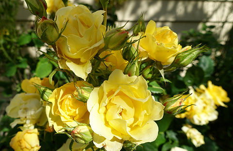 yellow roses