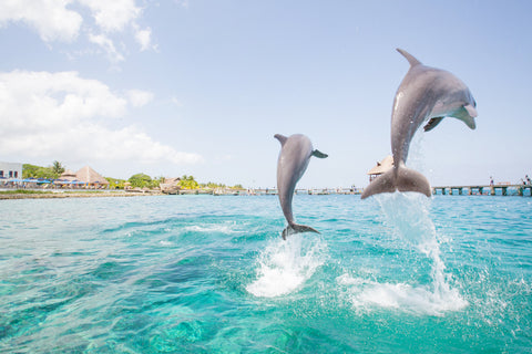 two dolphins breaching water