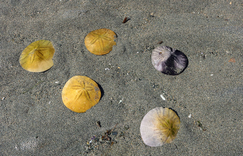 five sand dollars in sand