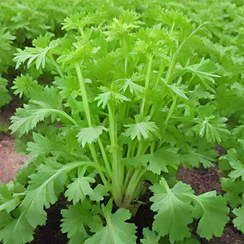 Golden Self Blanching Celery Seeds Growing In Vegetable Garden