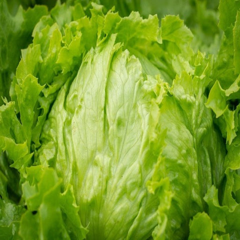 Lettuce Seeds - Coolguard Lettuce Garden Seeds From Back Home Seed. Lettuce Groing In Garden