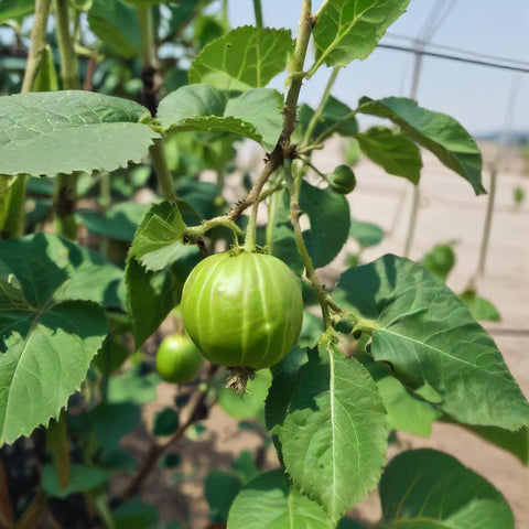 Tomatillo Seeds - Toma Verde Tomatillo Growing On Vine In Vegetable Garden