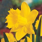 Daffodil Planting and Growing Tips