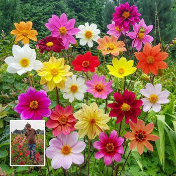 Bee-Friendly Single-Flowered Dahlia Mixture