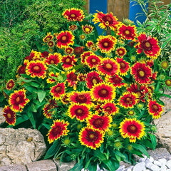 Buy Arizona Sun Gaillardia Sun Perennials Breck s Brecks