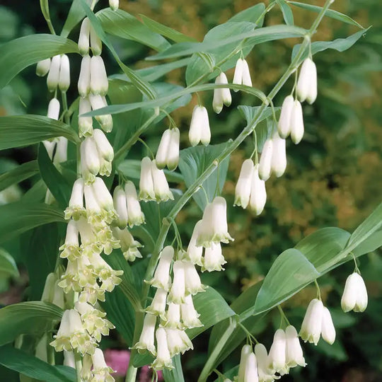 Solomon's Seal Image 1