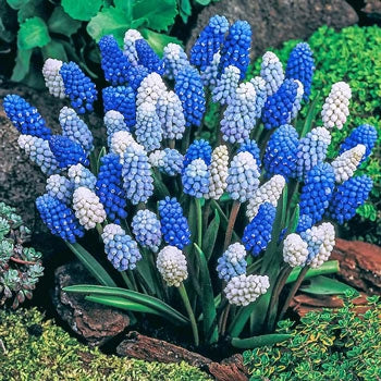All Spring