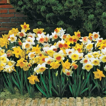 Early Spring