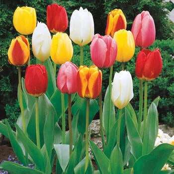 Mid Spring