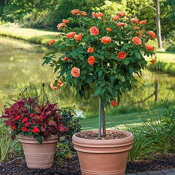 Patios and Containers