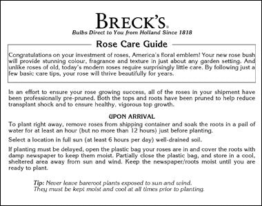 Planting Guide for Roses