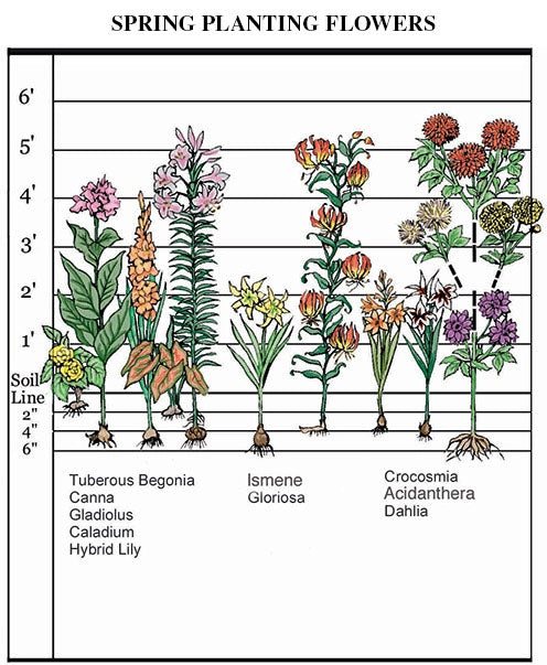 Spring 
Planting Flowers