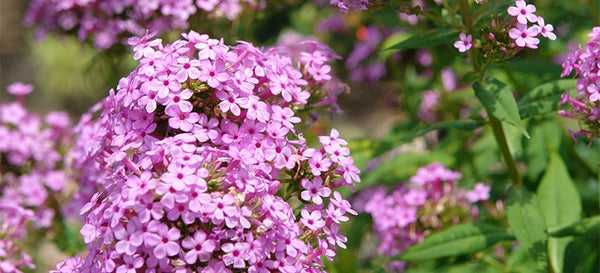 Tall Phlox