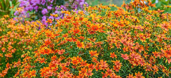 Coreopsis