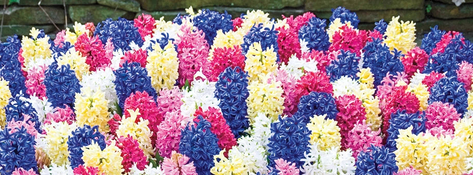 Hyacinths