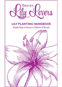 Planting Guide Lilies