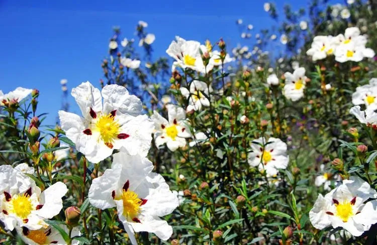 Cistus Labdanum Fragrance Perfumes