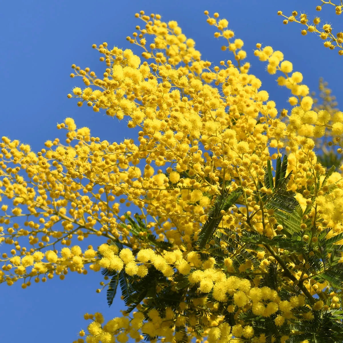 Mimosa Blossom Fragrance Perfumes