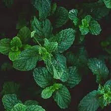 Spearmint Apple Fragrance Perfumes