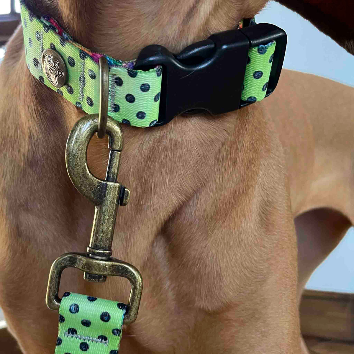 Cheerful Plastic Buckle Dog Collar | Kiwi Polka Dot Design