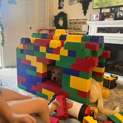 A yellow lab peeks out from inside a colorful structure built with jumbo building blocks, creating a cozy hideout in the living room.