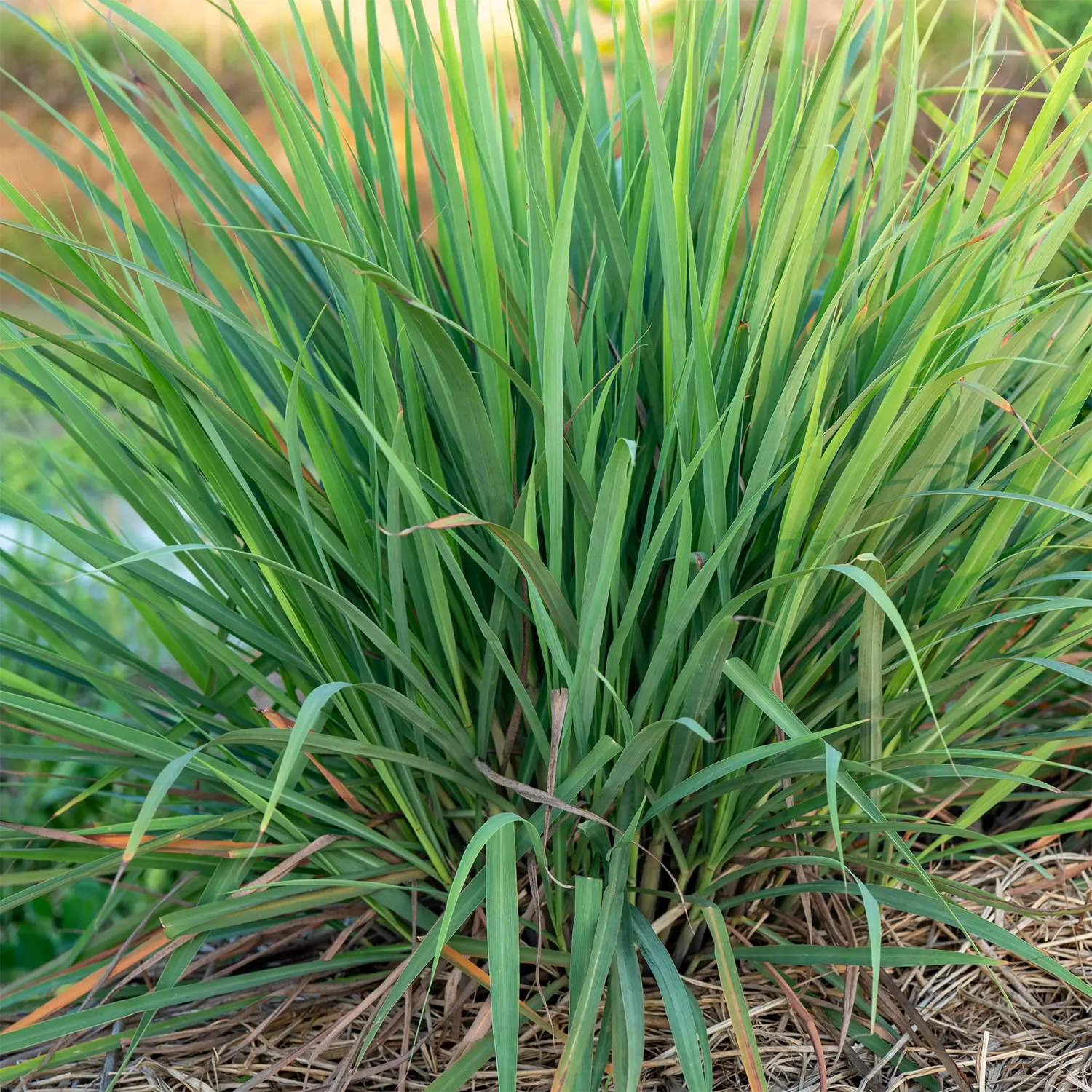 Lemongrass oil
