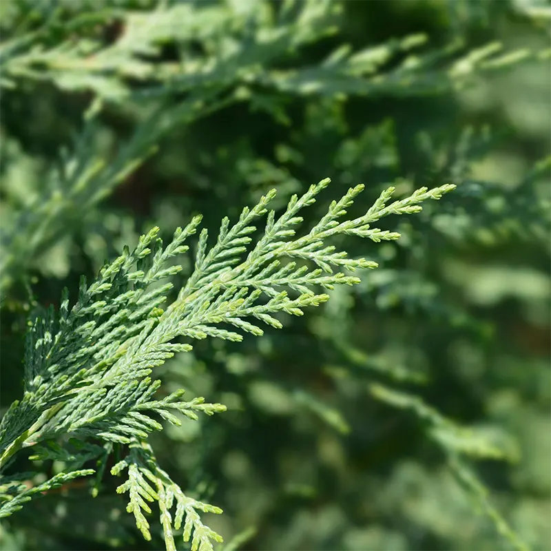 Cypress oil