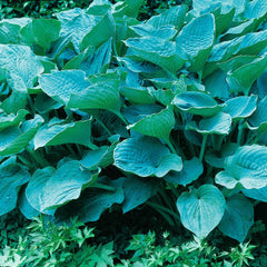 Hosta sieboldiana 'Elegans'