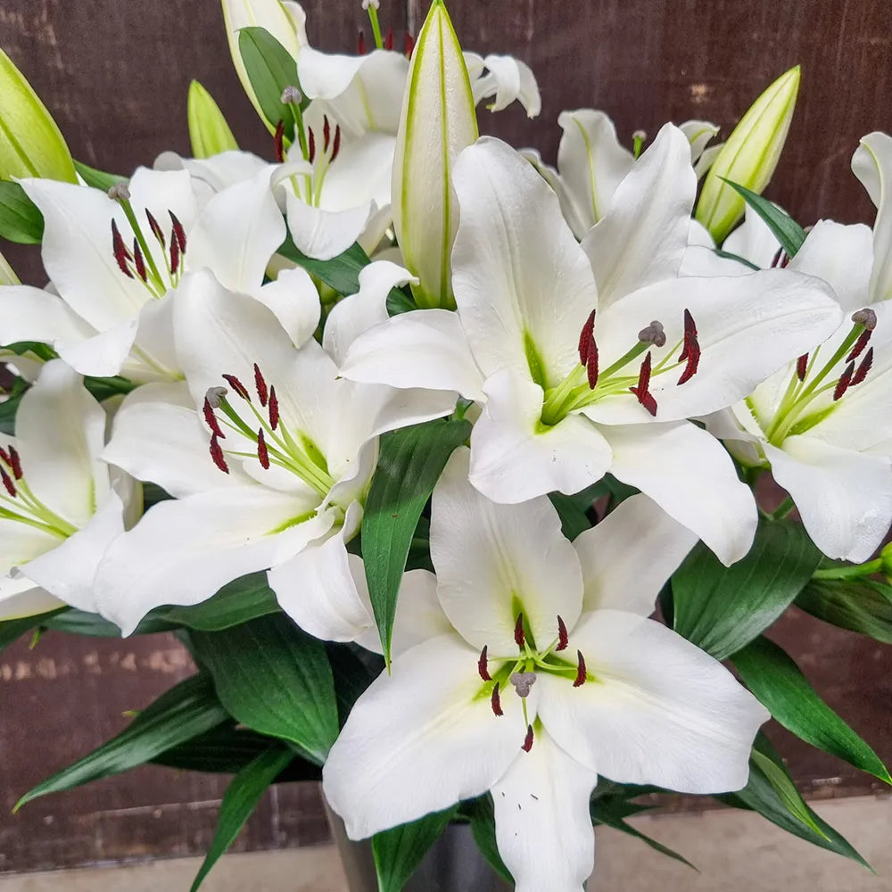 Giant Orienpet Lily Monte Bianco