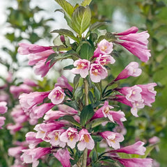 Java Red Weigela