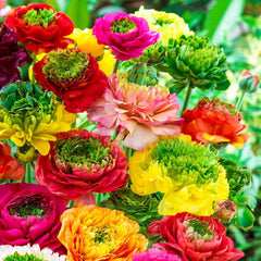 Ranunculus Mirabelle Vert Mix