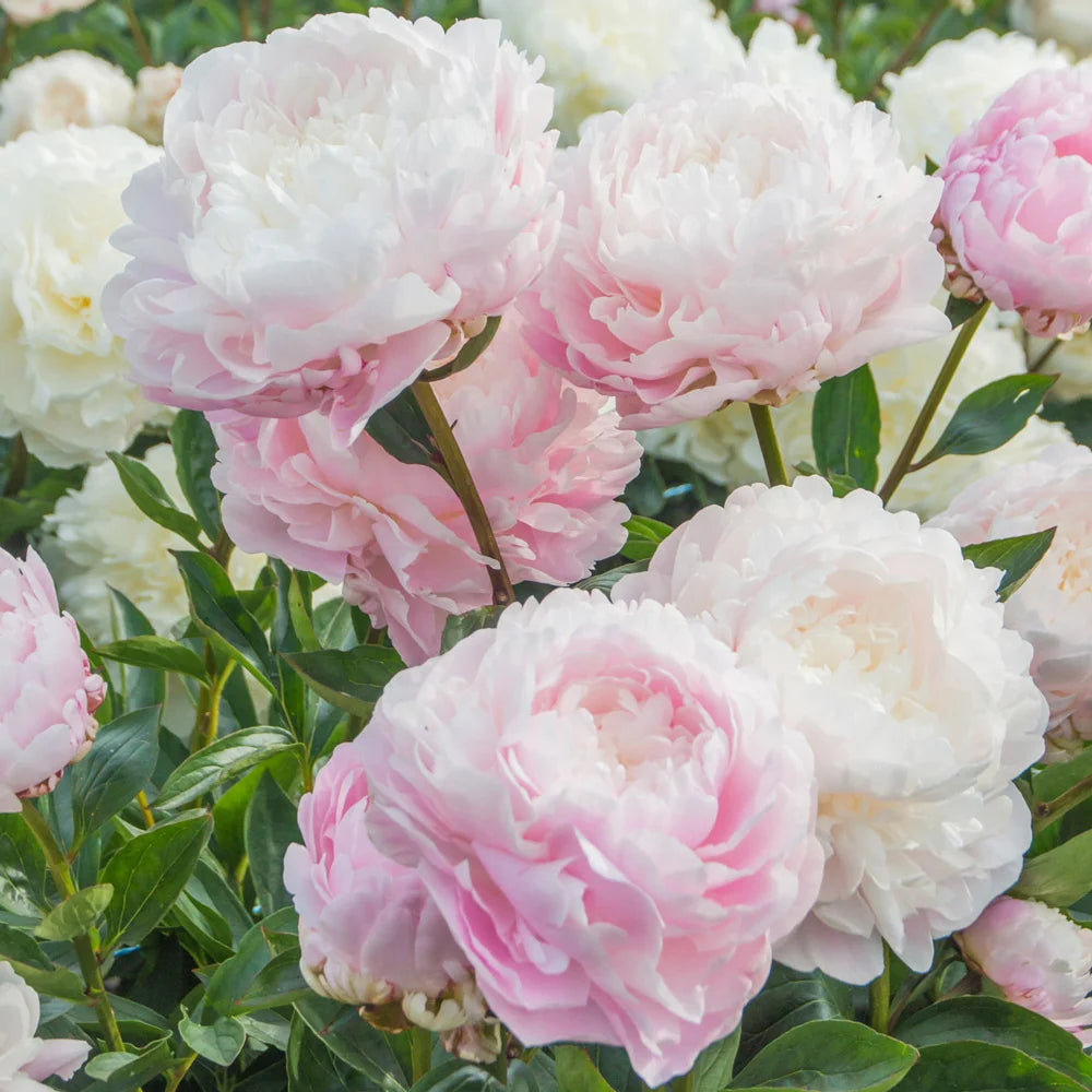 Peony Moon River