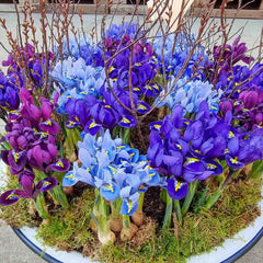 Mixed Dwarf Rock Garden Iris (reticulata)