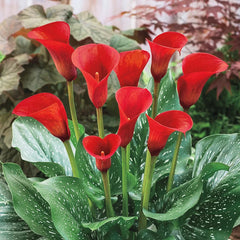Hybrid Calla Lilies Red Alert