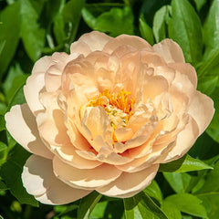 Itoh Peony Callie's Memory