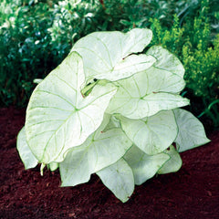 Colorful Shade-Loving Caladiums Florida Moonlight