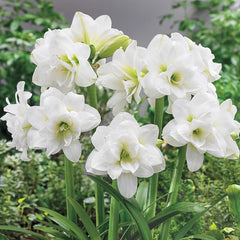 Hardy Garden Amaryllis Alaska