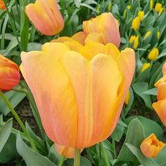 Triumph Tulip Jimmy
