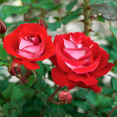 Shrub Rose Take It Easy