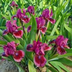 Dwarf German Iris Cat's Eye