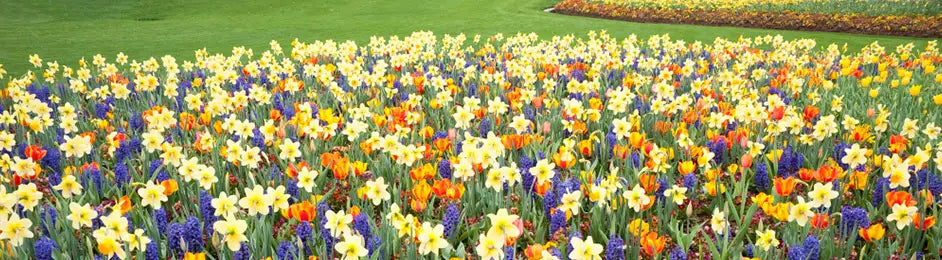 How To: About Bulbs: Overview