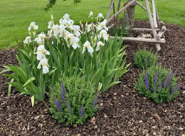 Iris Garden 2