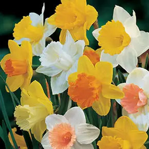 Trumpet Daffodils