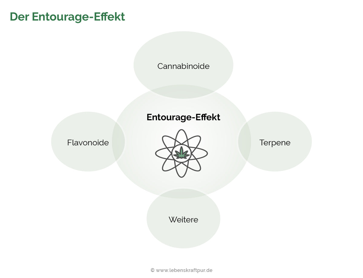 Der Entourage-Effekt