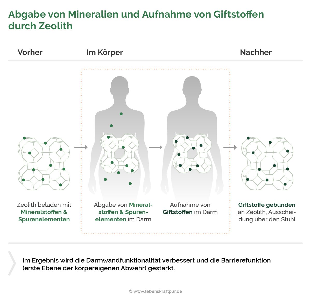 Abgabe von Mineralien und Aufnahme von Giftstoffen durch Zeolith