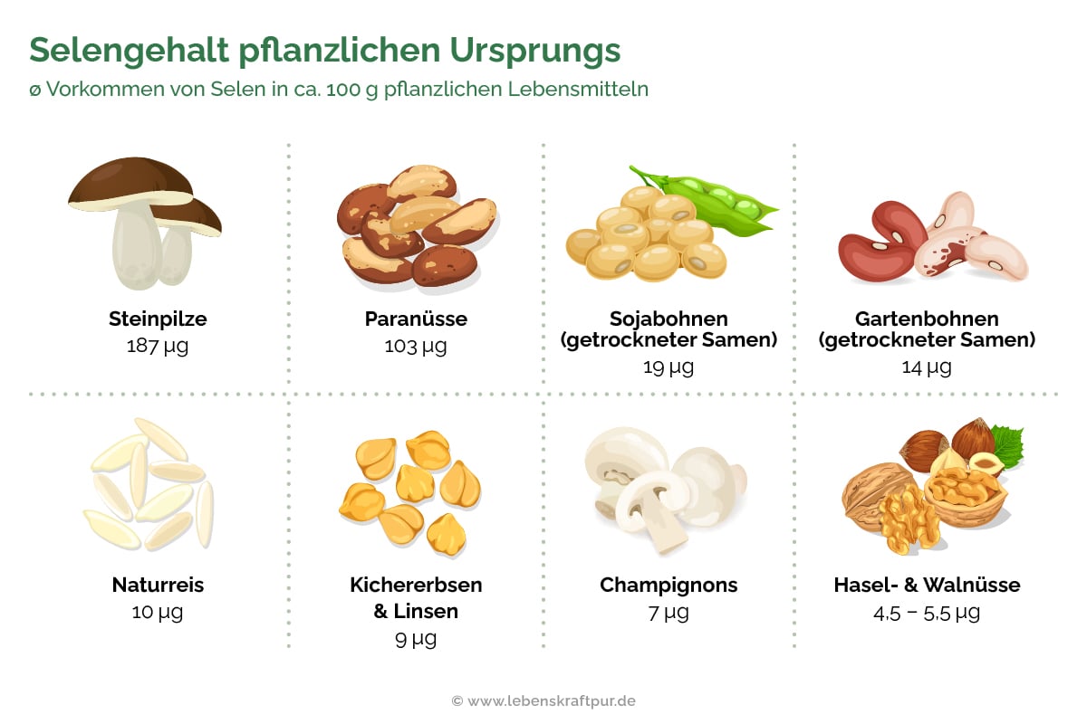 Selengehalt in Lebensmitteln pflanzlichen Ursprungs - Funktionen von Selen